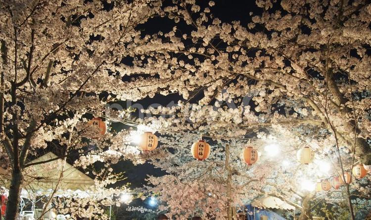 夜の桜まつり 桜,祭り,春の写真素材