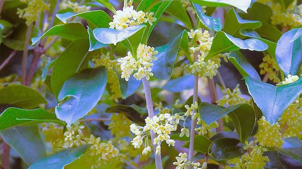 ギンモクセイ（銀木犀） ギンモクセイ,銀木犀,白い花の写真素材
