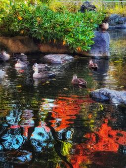 紅葉の映える公園の青い水面と鴨 紅葉の映える公園の青い水面と鴨の写真