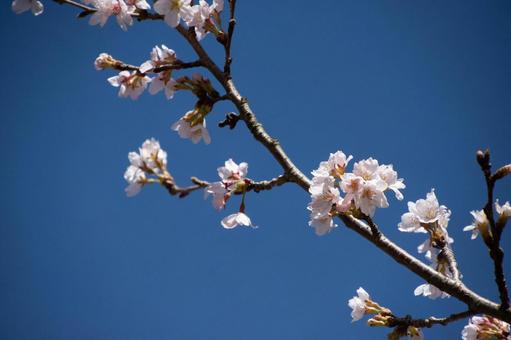 桜の枝 桜の枝の写真
