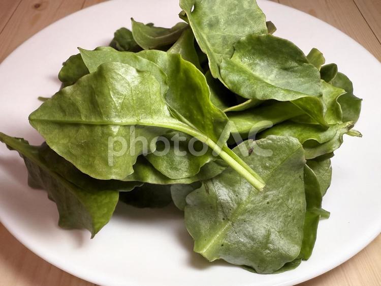 オカワカメ オカワカメ,野菜,新鮮の写真素材