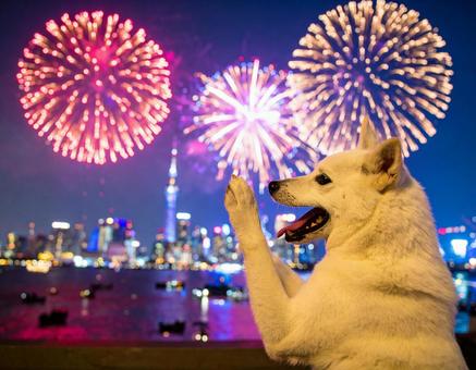花火と犬 花火と犬の写真