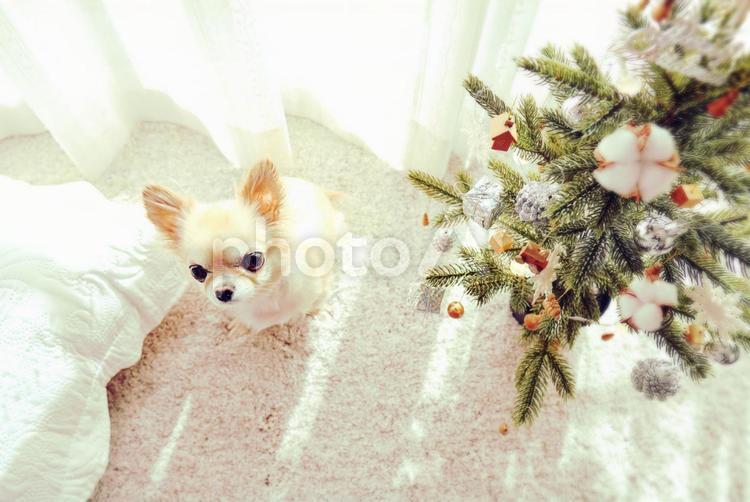 チワワ「お座り」日の当たる白い部屋、クリスマスツリー　 チワワ,小さい,可愛いの写真素材