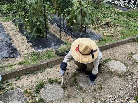 庭の草取り 庭の草取り 草取り,麦わら帽子,庭の写真素材