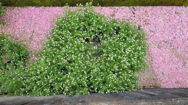 花 花の写真