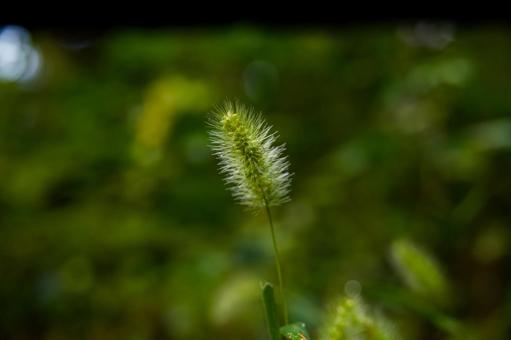小さな植物 小さな植物 自然美,森林浴,癒しの写真素材