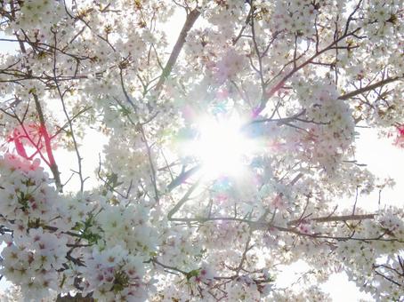 春イメージ〜陽光に透ける桜の木 春イメージ〜陽光に透ける桜の木の写真