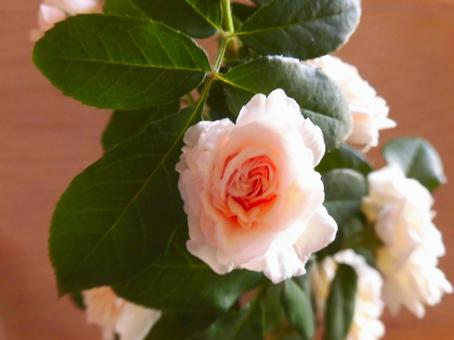 Photo, rose, flowering, to color, 