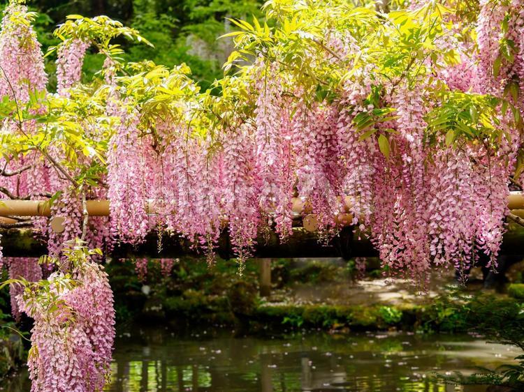 池の上に咲く藤の花 藤棚,フジ,藤の花の写真素材