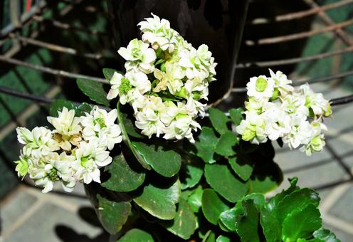 白い花 白い花 花,植物,自然の写真素材