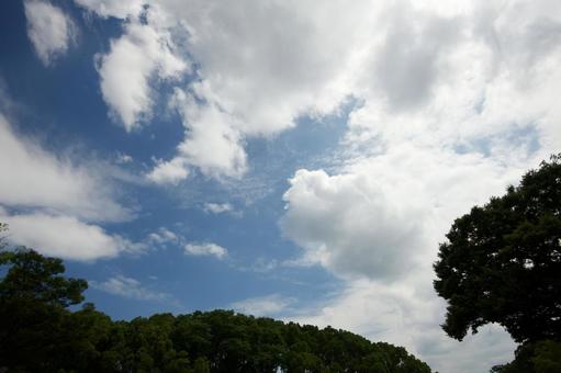 木立と夏の空 木立と夏の空の写真