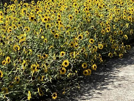花 ひまわり 夏 花 ひまわり 夏の写真