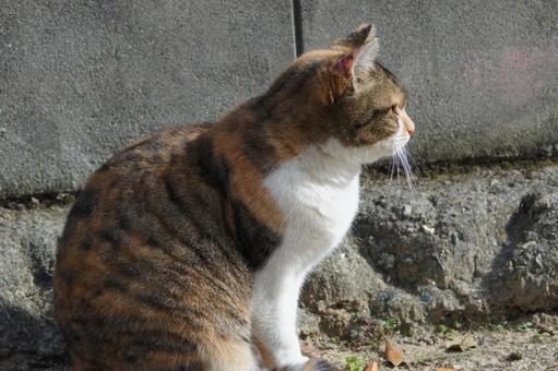 ねこ ねこ にゃんこ,可愛い,野良猫の写真素材
