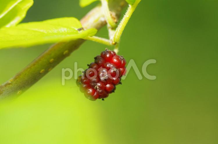色づき始めた桑の実 桑,実,植物の写真素材