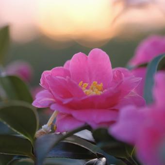 椿 椿,冬,花の写真素材