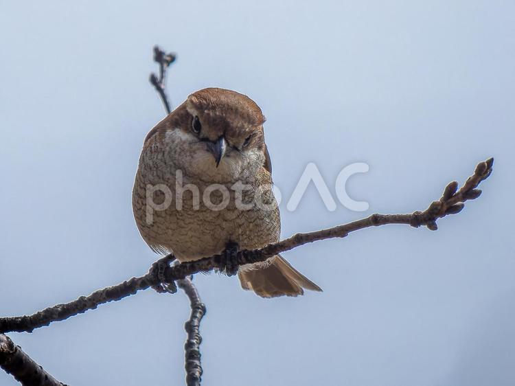 枝にとまるモズ・百舌鳥 モズ,百舌鳥,野鳥の写真素材