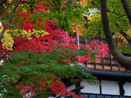 紅葉の旅館 紅葉の旅館 紅葉,旅館,モミジの写真素材