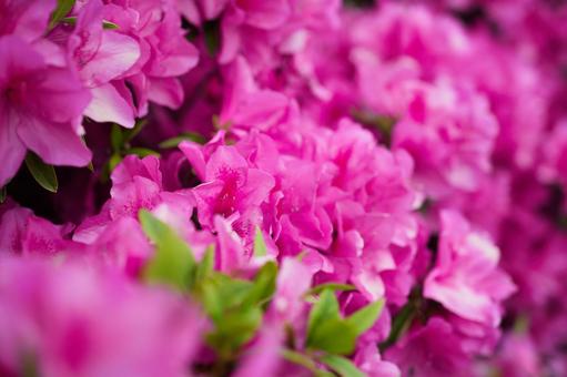 Photo, azalea, টহল দেত্তয়া, বসন্ত, 
