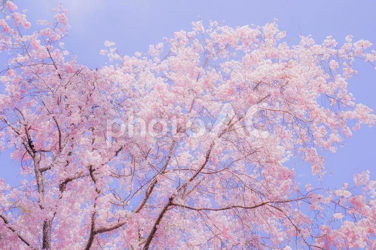 満開の桜と青空（低コントラスト） 桜,満開,快晴の写真素材