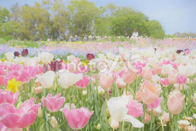 ふんわり・お花畑 チューリップ,春,花畑の写真素材