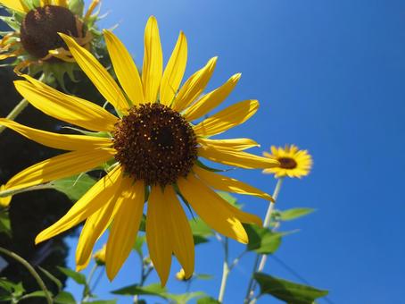 夏の終わりの向日葵(真ん中小さ目の花) 夏の終わりの向日葵(真ん中小さ目の花)の写真
