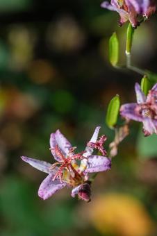 タイワンホトトギスの写真