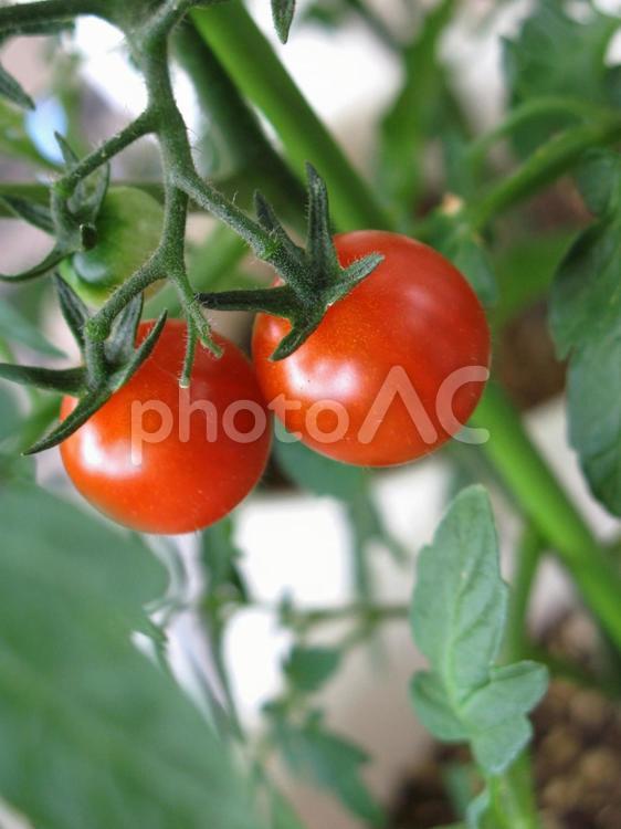 みずみずしいプチトマト プチ,トマト,ミニの写真素材
