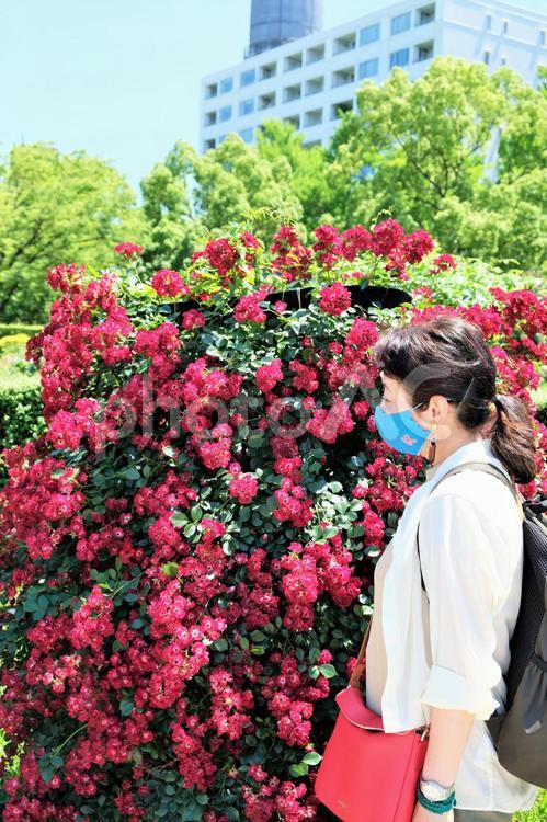 赤い花を愛でるマスク姿の女性ツーリスト 女性,花,赤い花の写真素材