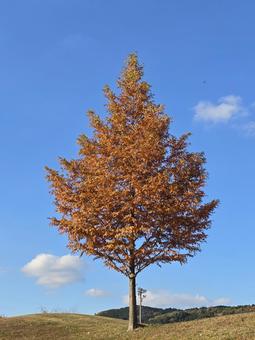 青空と紅葉 秋,秋晴れ,紅葉の写真素材