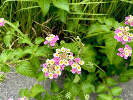 セセリチョウを狙うカマキリ カマキリ,自然,セセリチョウの写真素材