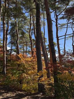 晩秋の小坂田の紅葉（長野県塩尻市） 塩尻市,長野県,信州の写真素材