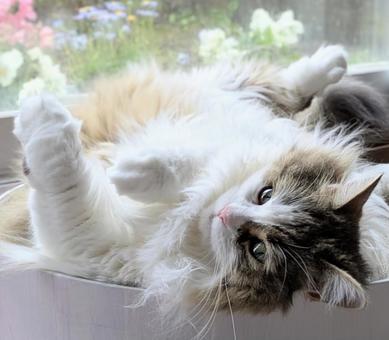 仰向けになりリラックスする猫 仰向けになりリラックスする猫 猫,ペット,動物の写真素材