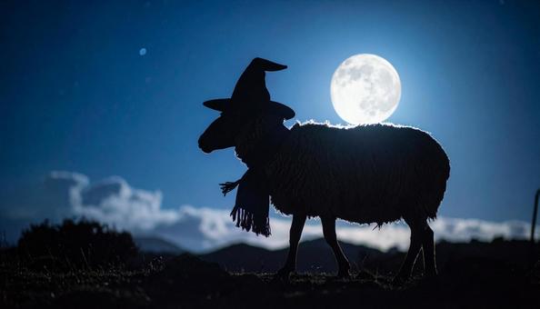 月夜に歩く魔女ヒツジ 月夜に歩く魔女ヒツジの写真