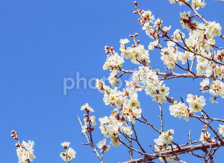 本庄運動公園　うめの花2ｰ46 本庄運動公園,うめ,梅の写真素材