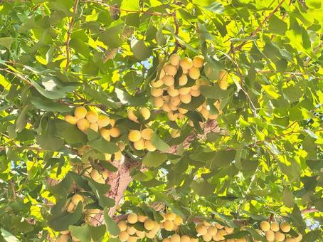 イチョウの木 イチョウの木の写真