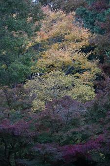 深まる秋の写真