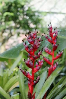 南国の花の写真