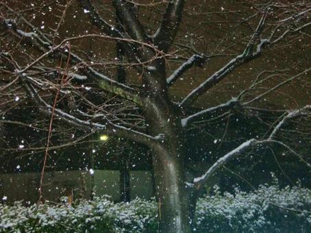 夜の雪のボケ背景-6 夜の雪のボケ背景-6の写真