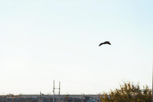 宙を優雅に舞うトビ トビ,猛禽類,野鳥の写真素材