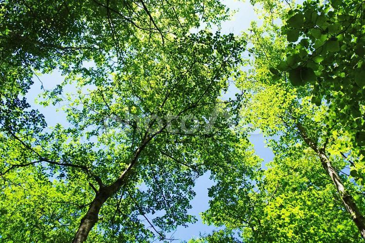 樹木と空 新緑,木漏れ日,青空の写真素材