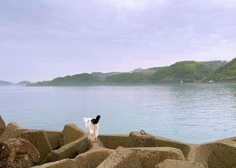 海と猫 海と猫 猫,ネコ,ねこの写真素材