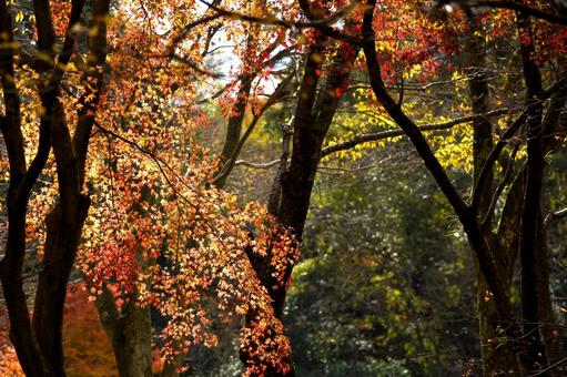 紅葉の風景 紅葉の風景の写真
