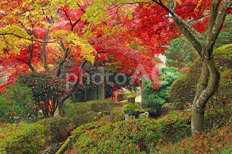 旅行や秋のイメージ 旅,旅行,観光の写真素材