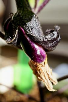 Photo, eggplant, children, a goal, 