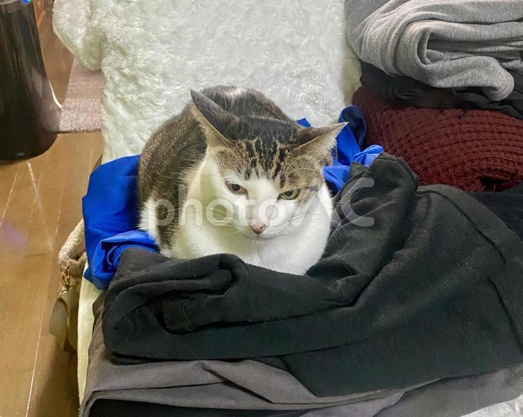 洗濯物の上にお乗りになるキジ白猫さん 猫,キジ白,微睡むの写真素材