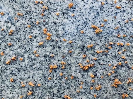 小さな花たち 小さな,花たち,花の写真素材