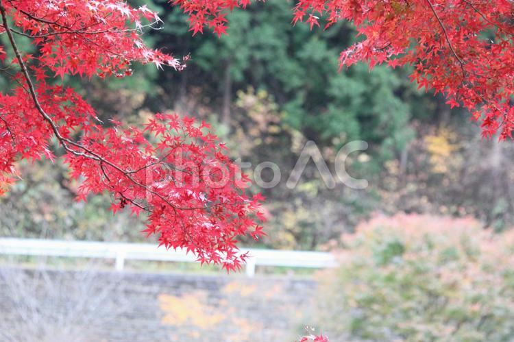 紅葉 もみじ,カエデ,モミジの写真素材