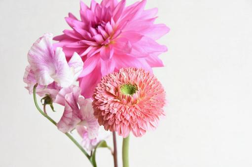 ピンク系の花束 ダリア,スイートピー,ガーベラの写真素材