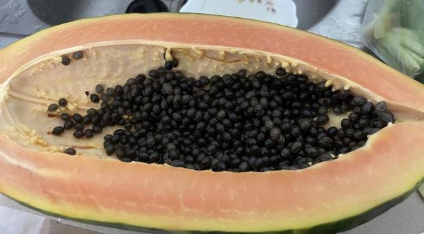 パパイヤ パパイヤの写真