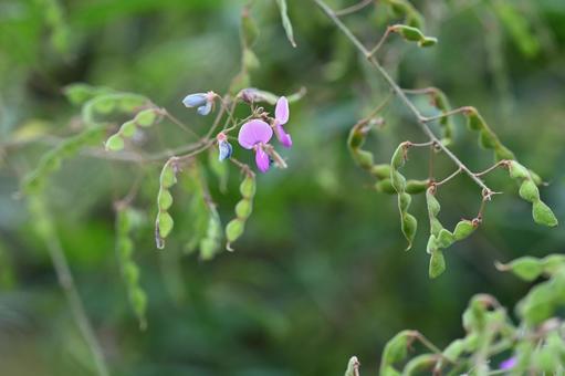 アレチヌスビトハギの写真